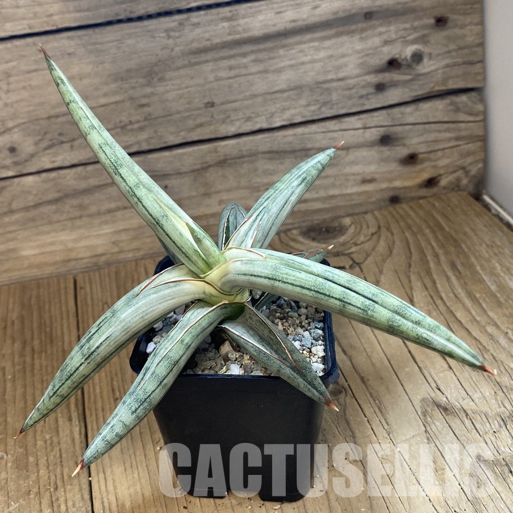 SH34063 Sansevieria ‘Silver Clone’ - 画像 (2)