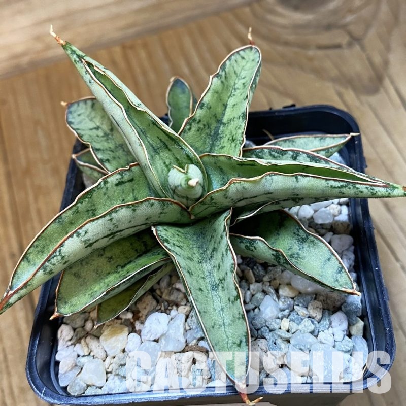 SH34064 Sansevieria ‘Dony’ mini hybrid