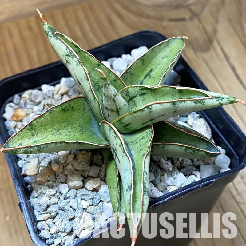 SH34065 Sansevieria ‘Dony’ mini hybrid