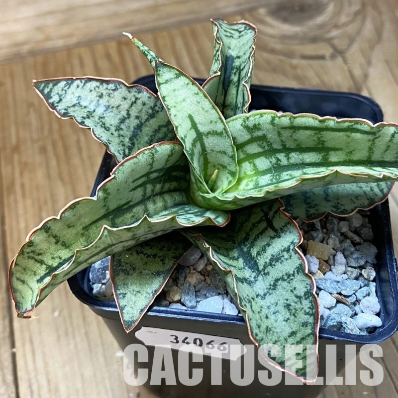 SH34066 Sansevieria 'Arboyo' hybrid