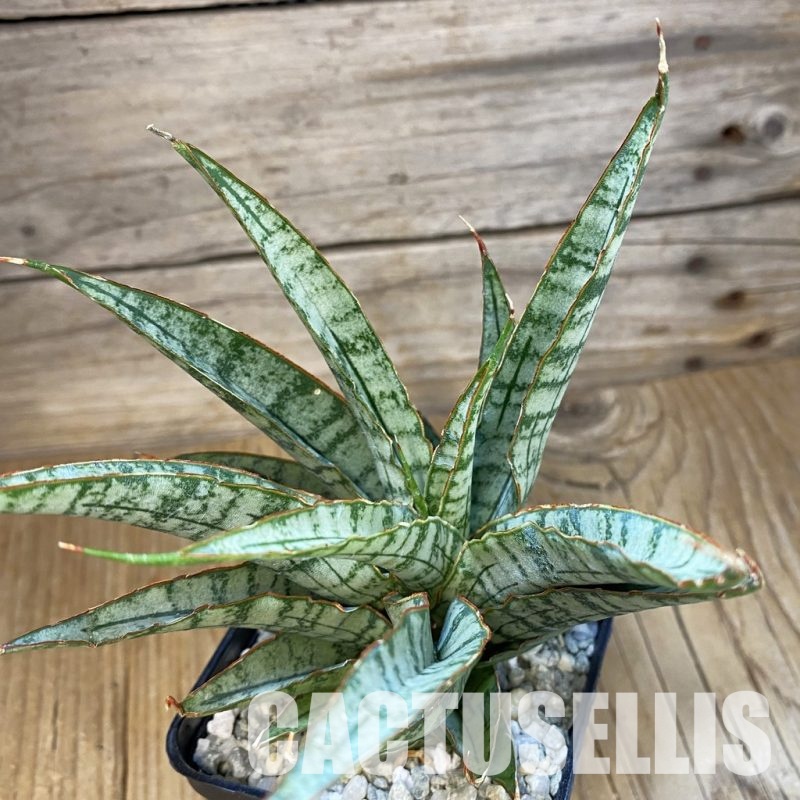 SH34070 Sansevieria ‘Sweet Celery’