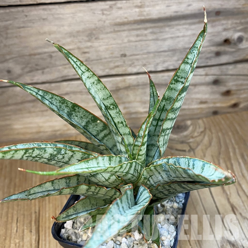 SH34070 Sansevieria ‘Sweet Celery’