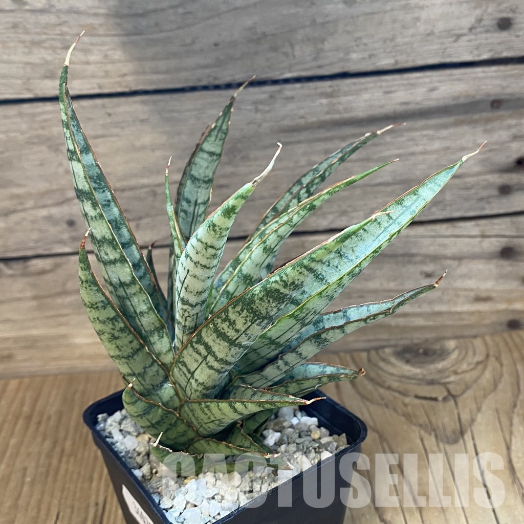 SH34070 Sansevieria ‘Sweet Celery’ - 画像 (2)