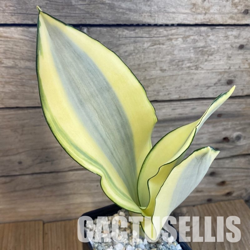 SH34073 Sansevieria ‘Moonshine Splash’