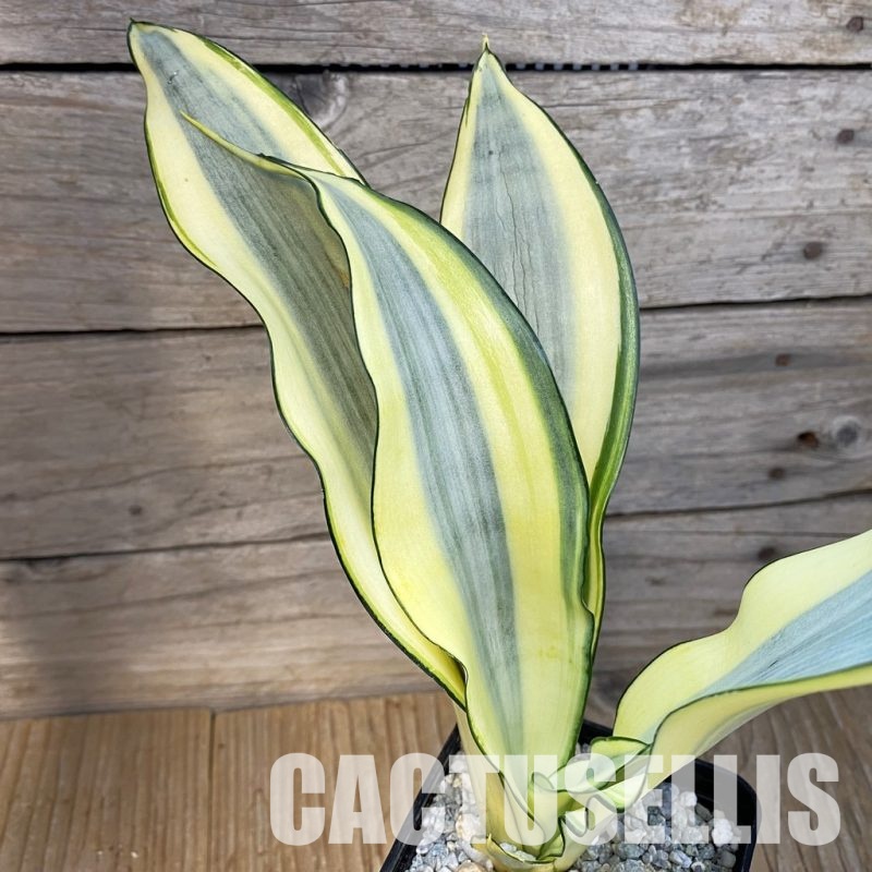 SH34074 Sansevieria ‘Moonshine Splash’