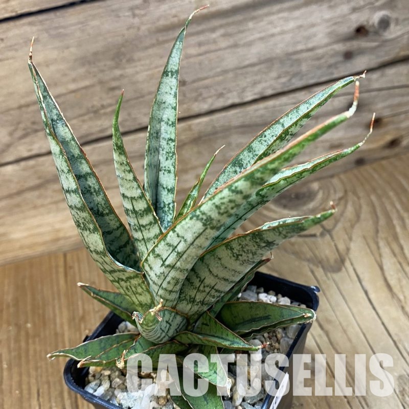 SH34075 Sansevieria ‘Sweet Celery’