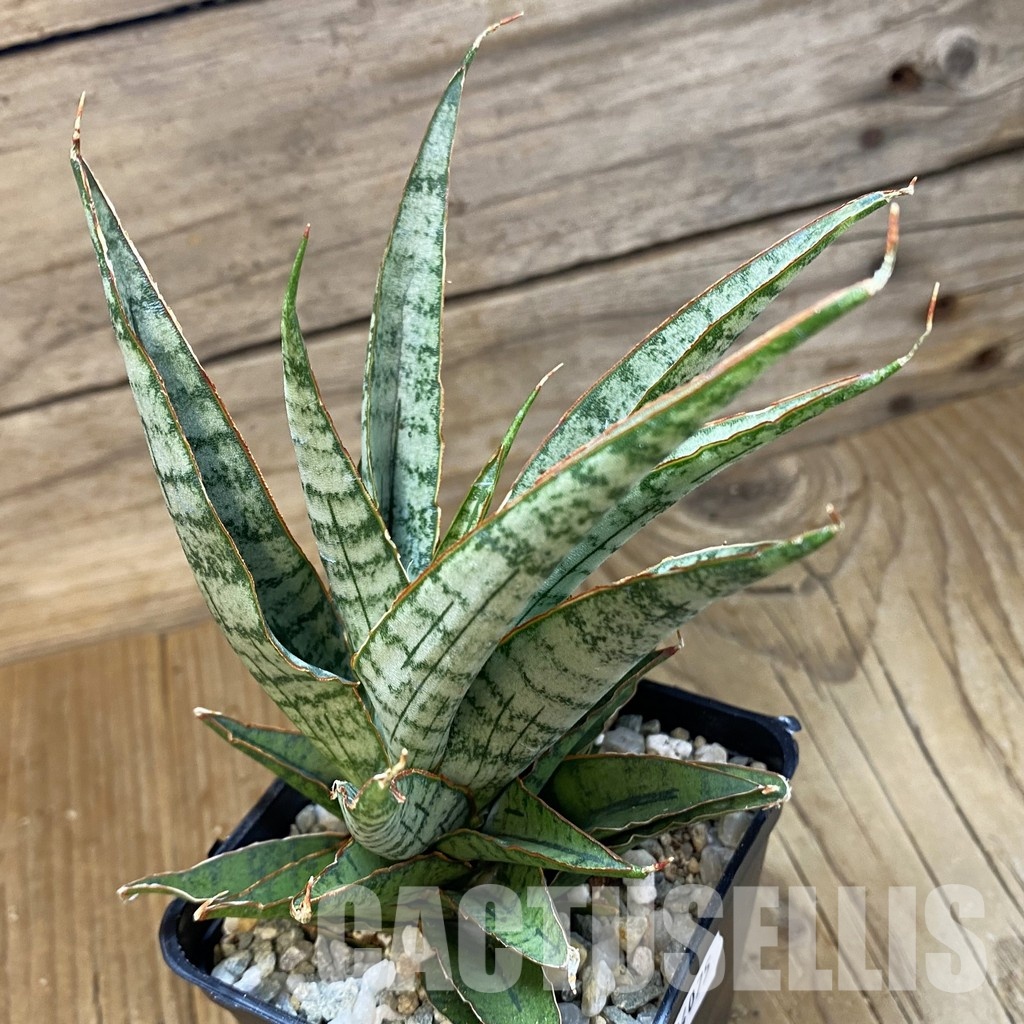 SH34075 Sansevieria ‘Sweet Celery’
