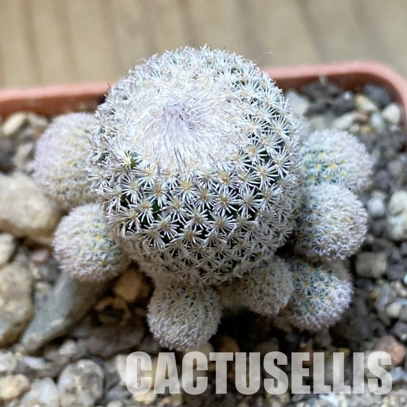 SH34148 Epithelantha dickisoniae
