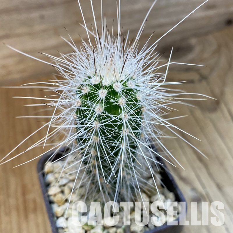 SH34153 Echinocereus parkeri ssp. rayonesensis Lan 1101