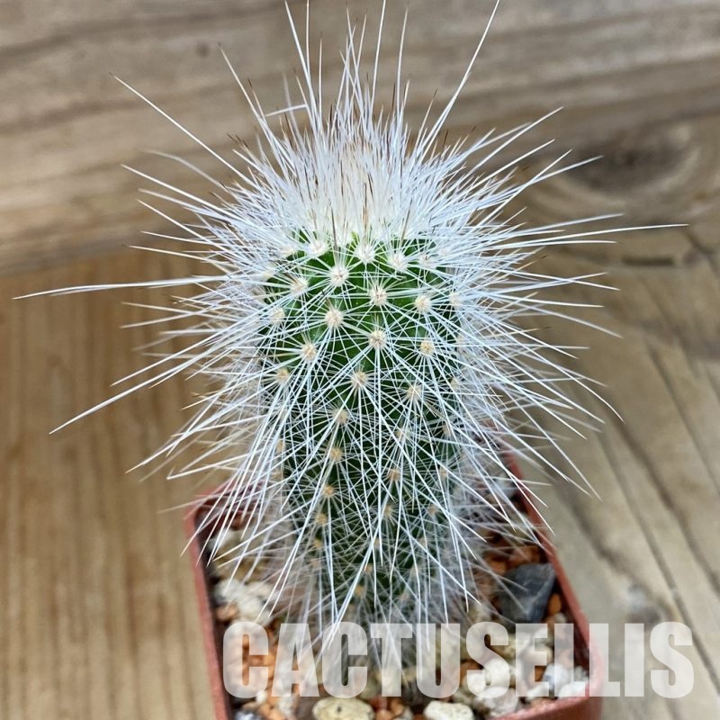 SH34154 Echinocereus parkeri ssp. rayonesensis Lan 1101