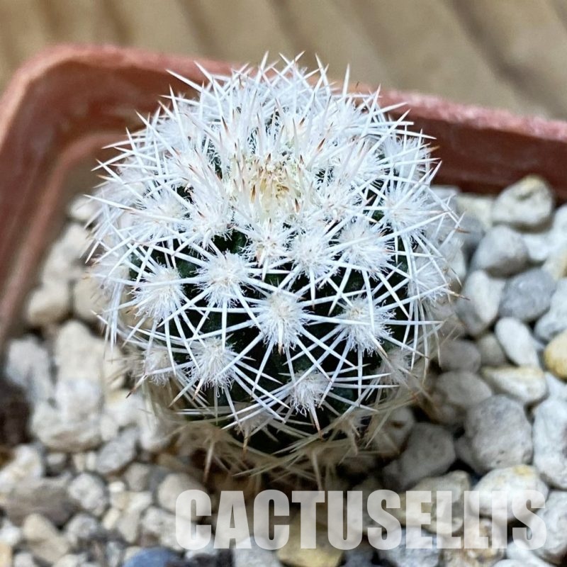 SH34155 Echinocereus ctenoides