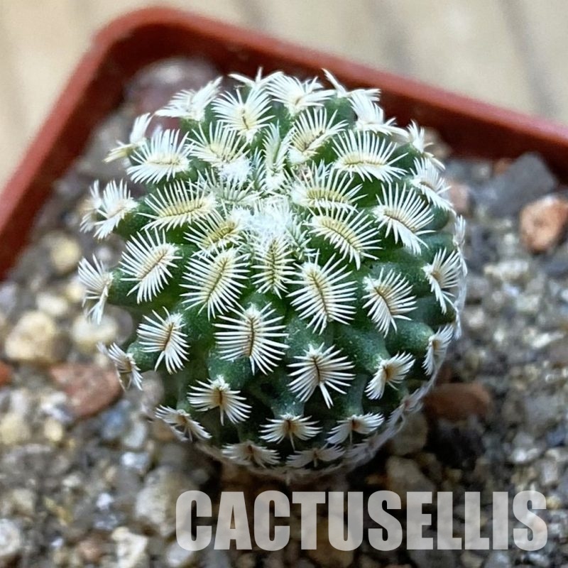 SH34158 Turbinicarpus mombergeri