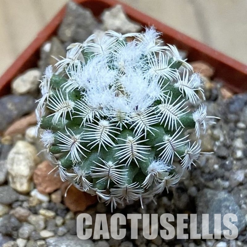 SH34159 Turbinicarpus mombergeri