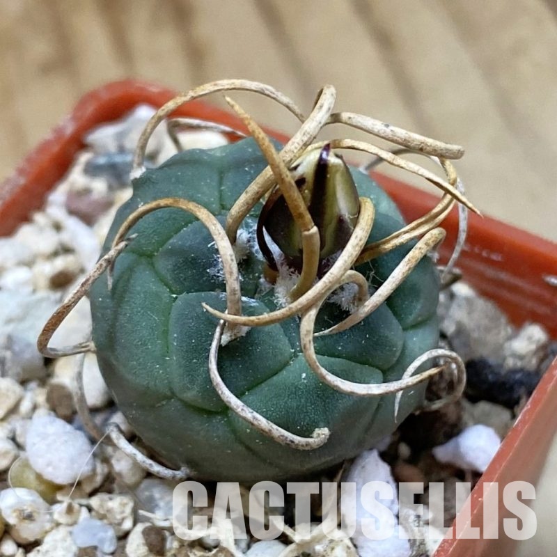 SH34162 Turbinicarpus schwarzii -Charco Blanco-