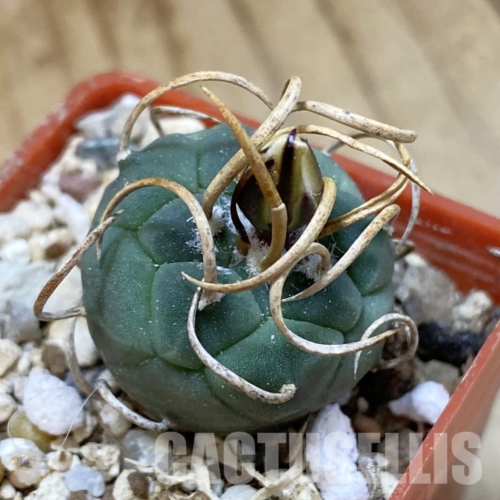 SH34162 Turbinicarpus schwarzii -Charco Blanco-
