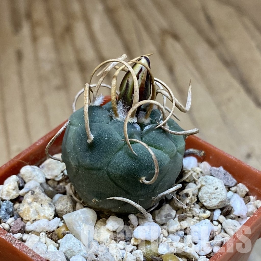 SH34162 Turbinicarpus schwarzii -Charco Blanco- - Image 2