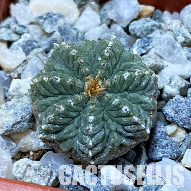 SH34163 Aztekium ritteri, seedling