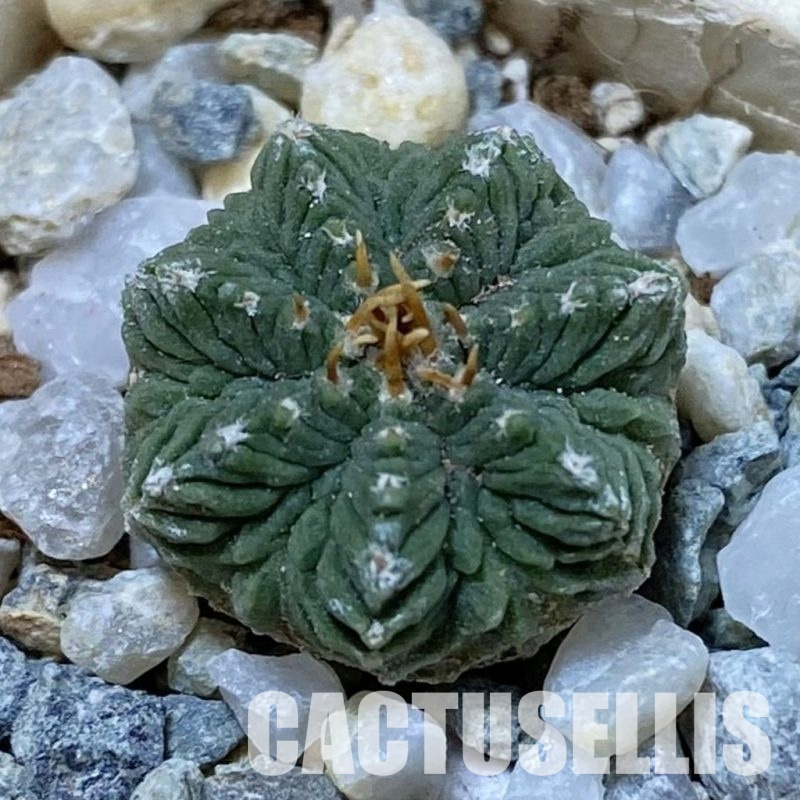 SH34164 Aztekium ritteri, seedling
