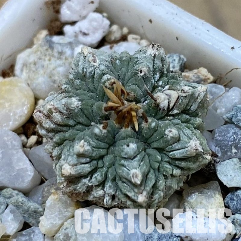 SH34165 Aztekium ritteri, seedling
