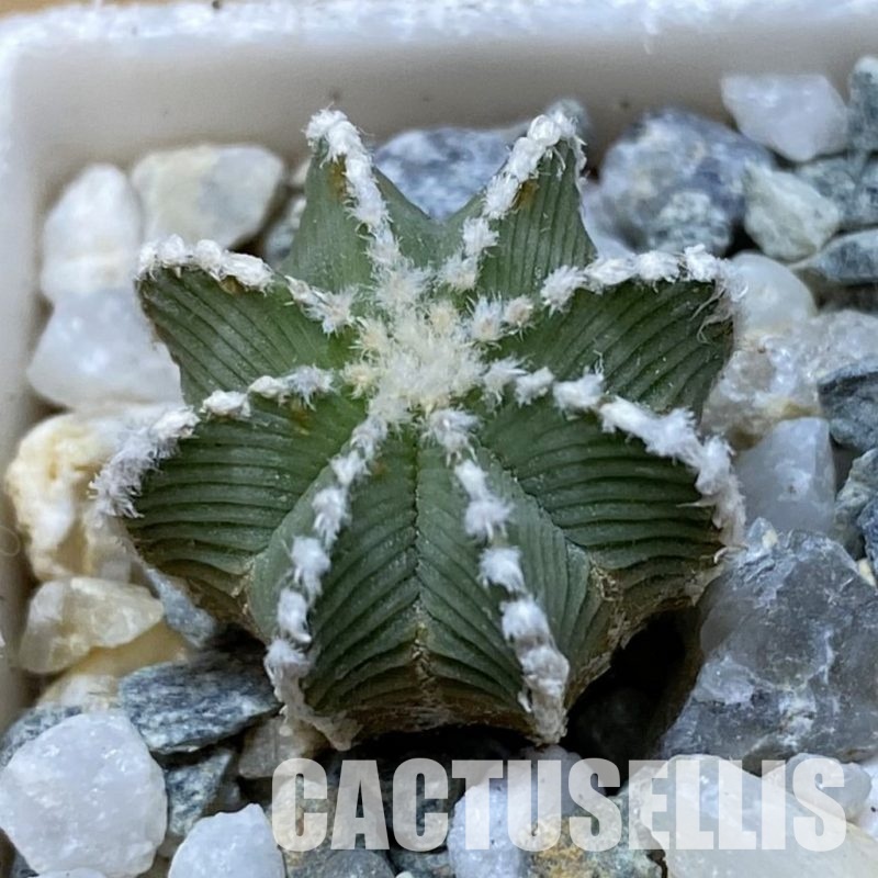 SH34166 Aztekium hintonii, seedling