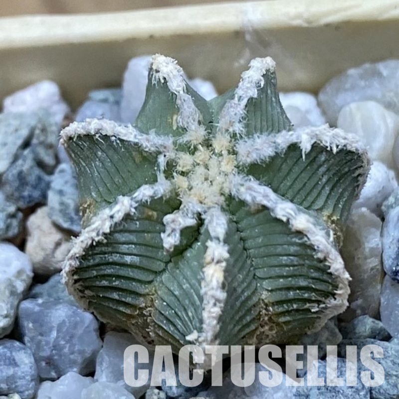 SH34167 Aztekium hintonii, seedling