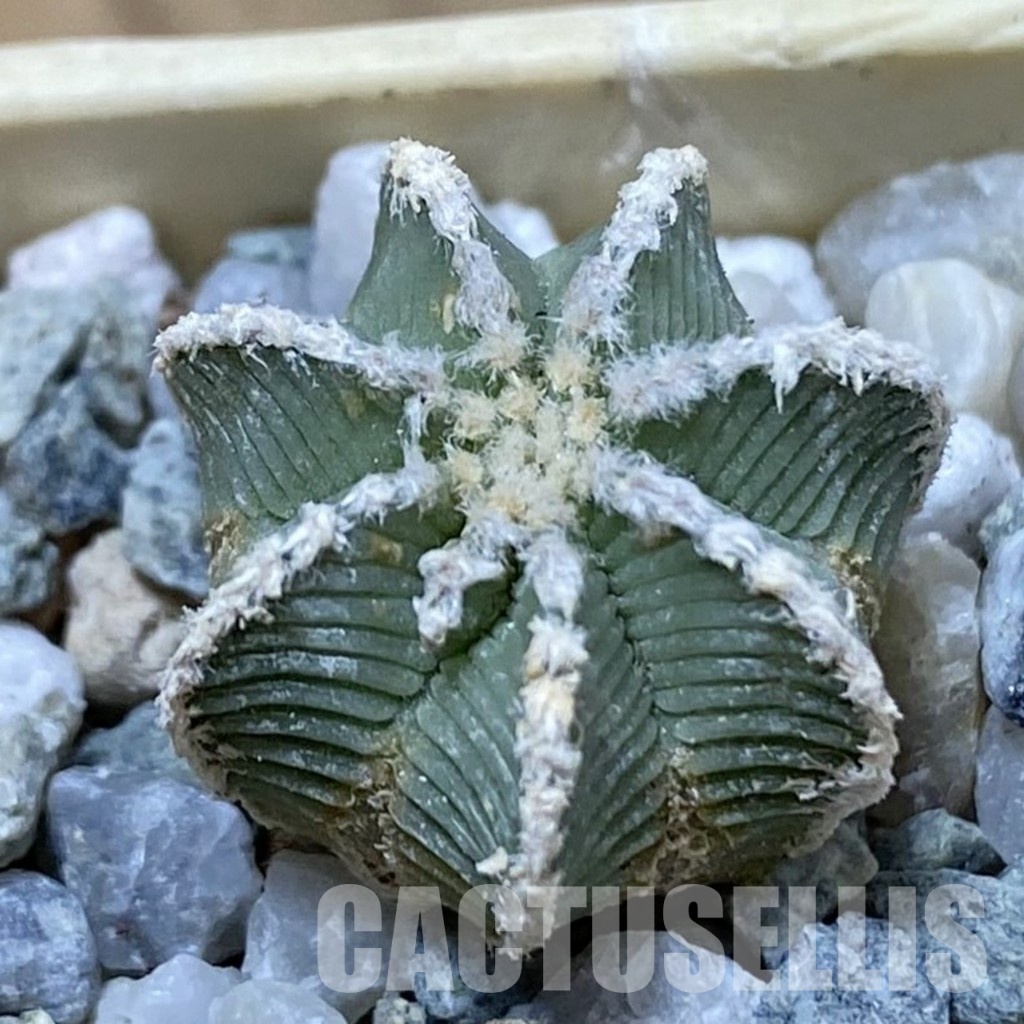 SH34167 Aztekium hintonii, seedling