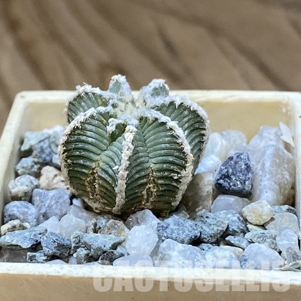 SH34167 Aztekium hintonii, seedling – Image 2