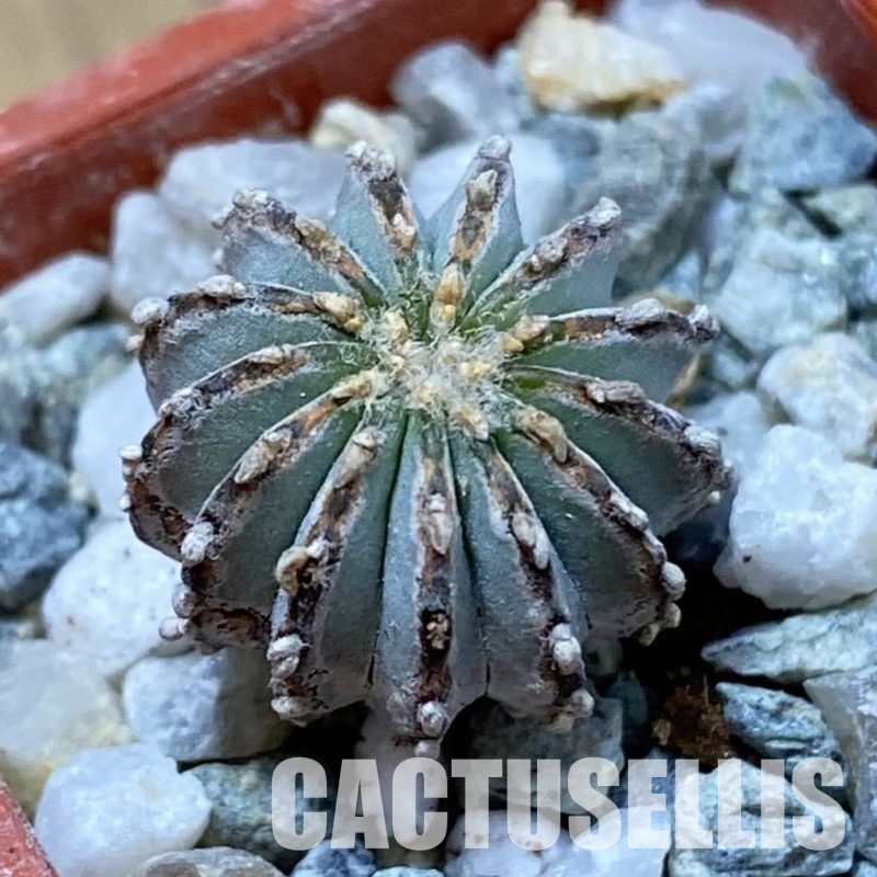 SH34168 Geohintonia neomexicana, seedling