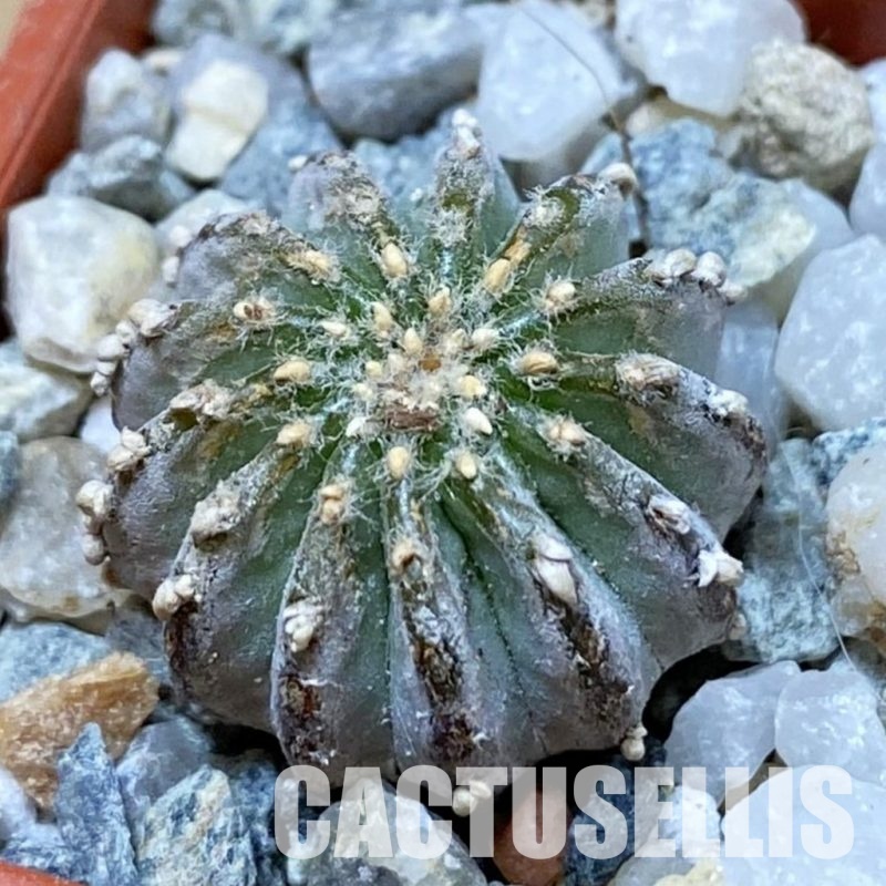 SH34169 Geohintonia neomexicana, seedling