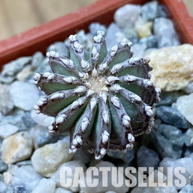 SH34170 Geohintonia neomexicana, seedling