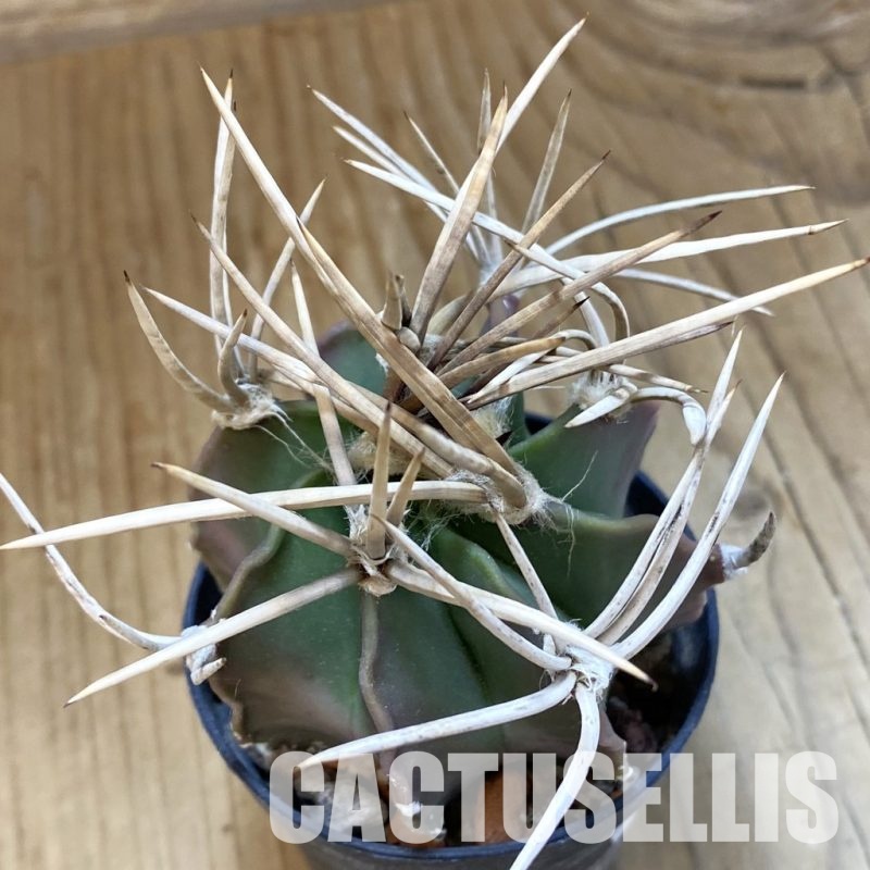SH34120 Astrophytum niveum