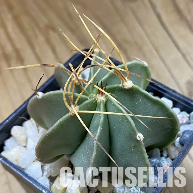 SH34171 Astrophytum senile v. aureum