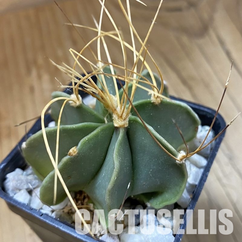 SH34172 Astrophytum senile v. aureum
