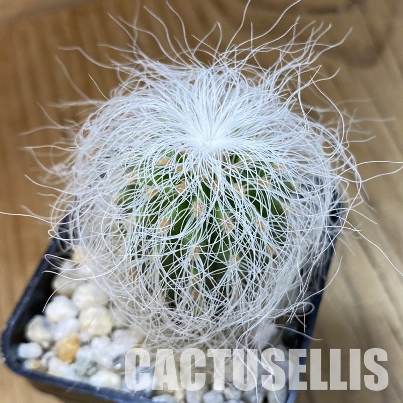 SH34173 Cephalocereus senilis