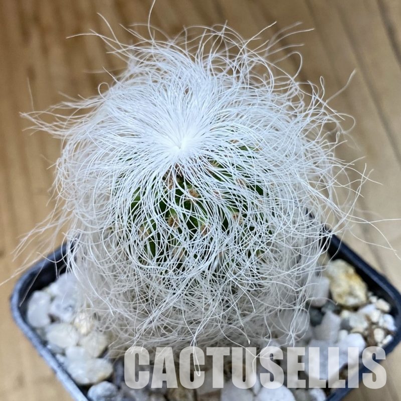 SH34174 Cephalocereus senilis