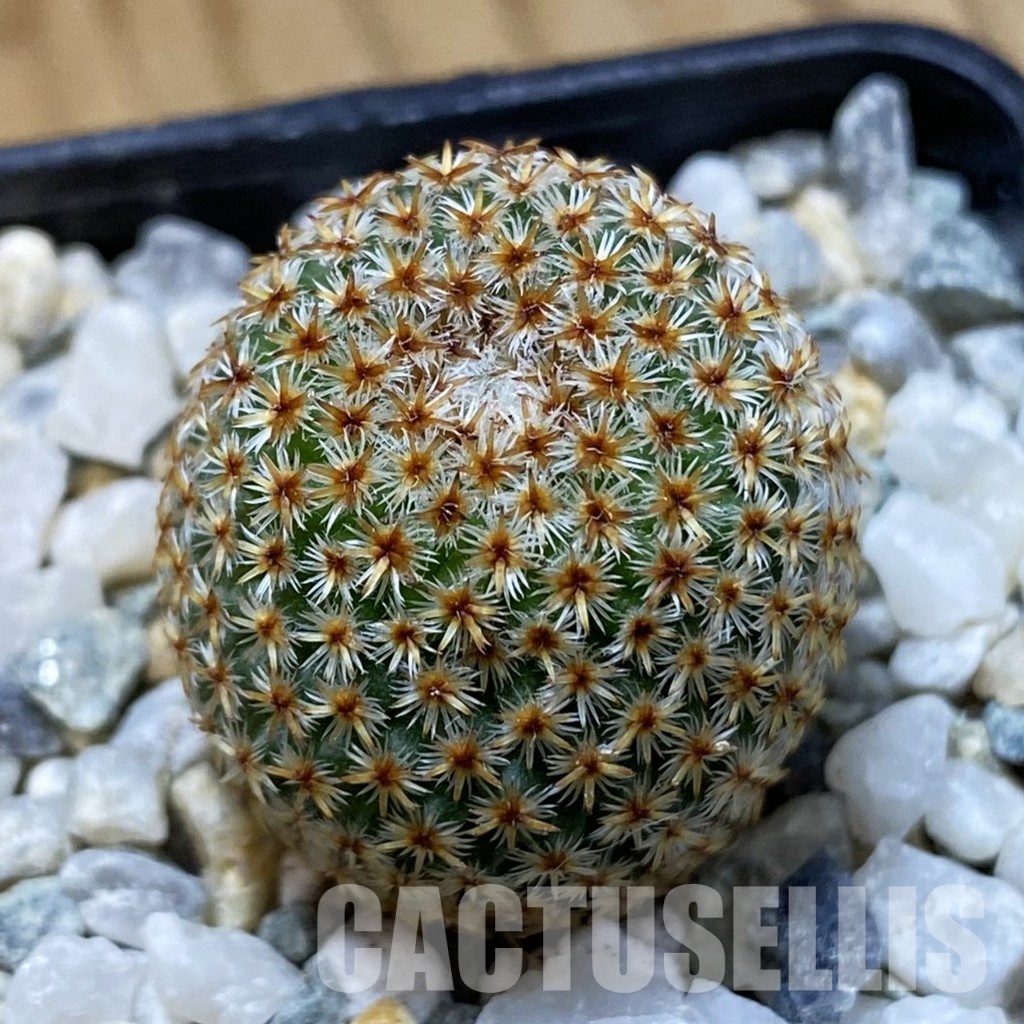 SH34175 Mammillaria crucigera