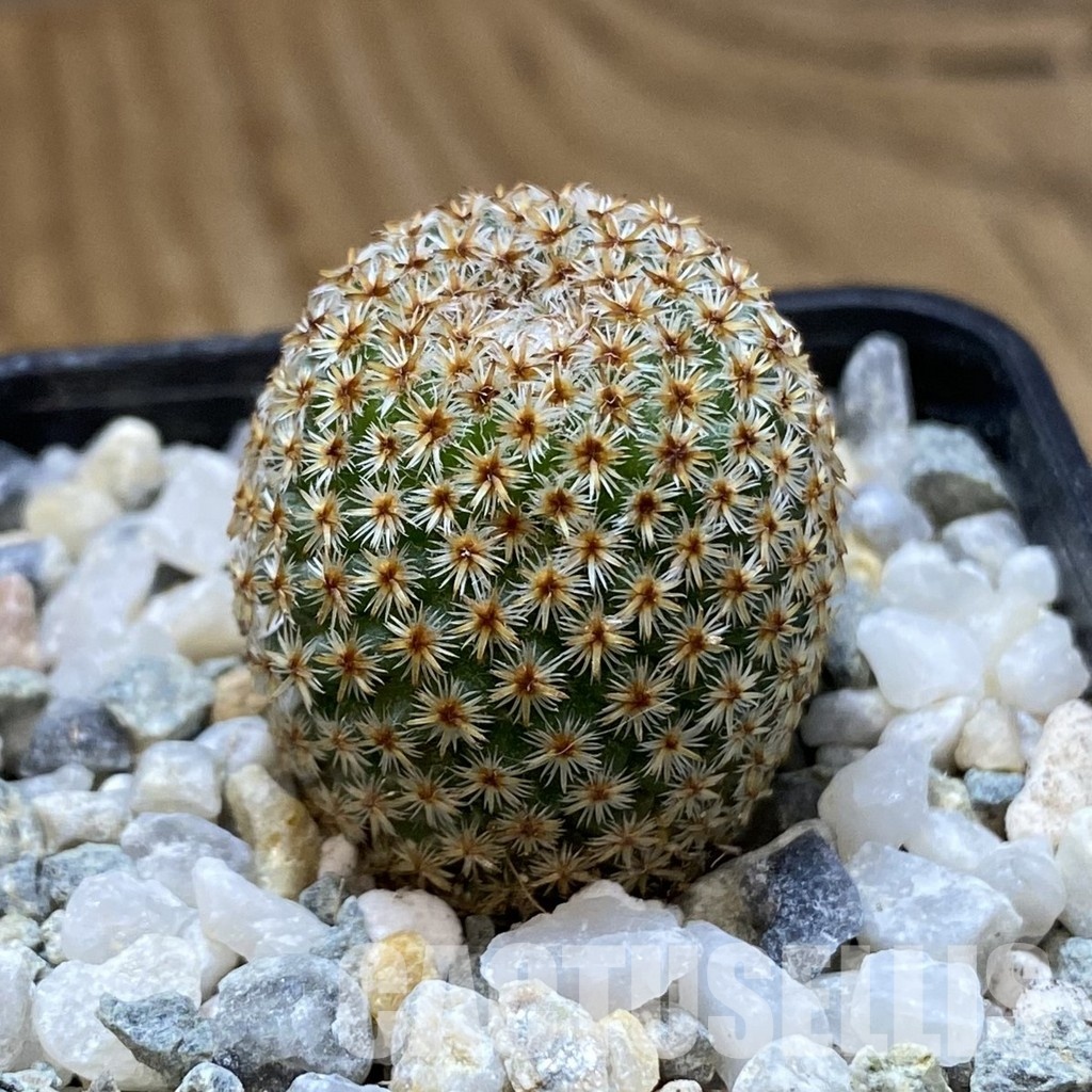 SH34175 Mammillaria crucigera - Image 2