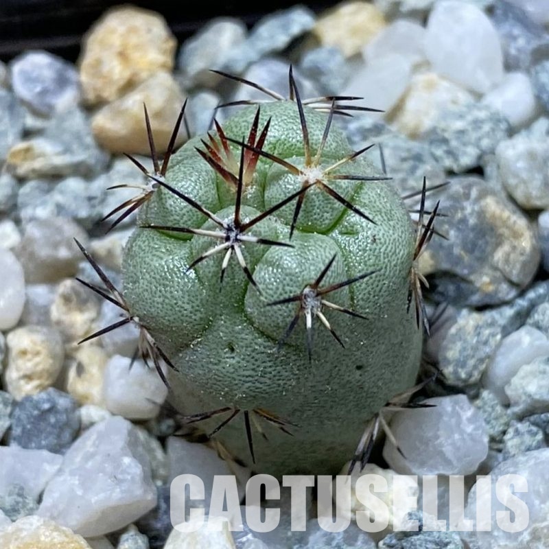 SH34177 Ortegocactus macdougallii