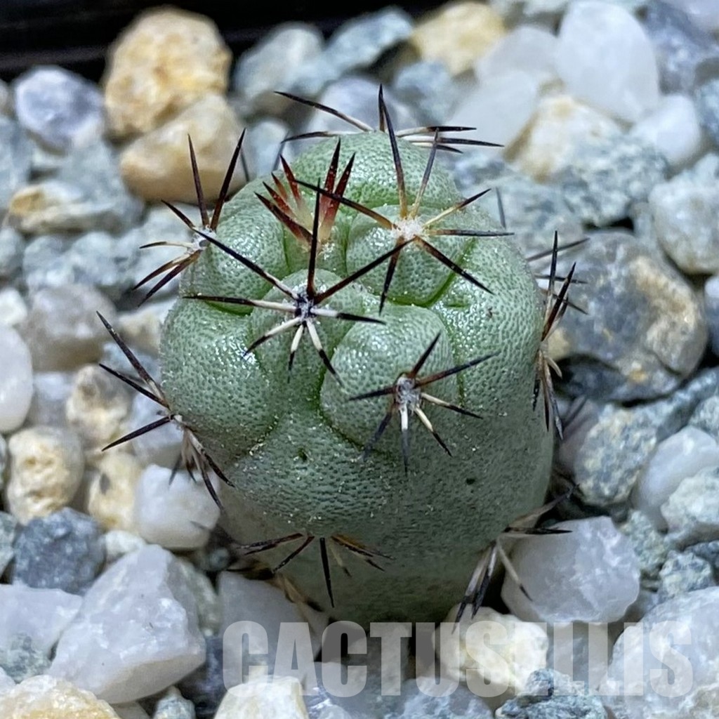 SH34177 Ortegocactus macdougallii