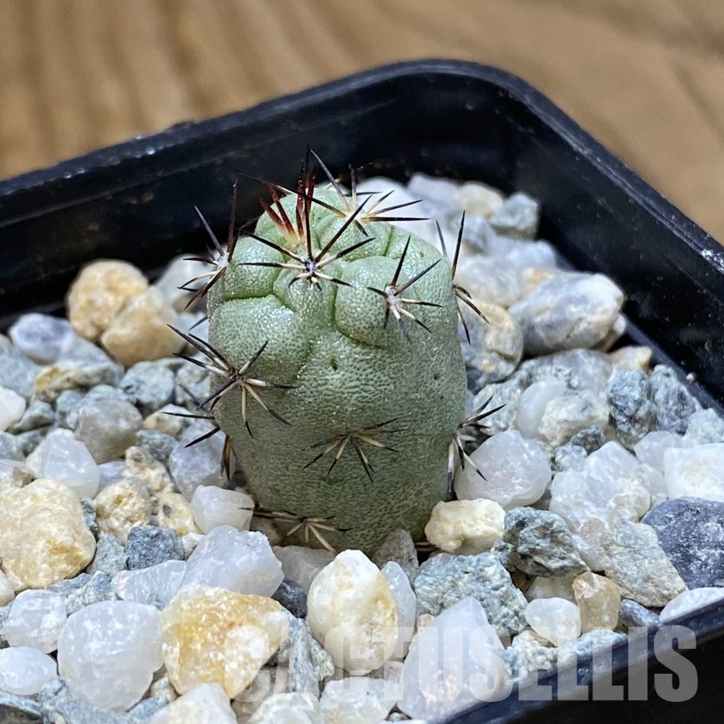 SH34177 Ortegocactus macdougallii - Image 2