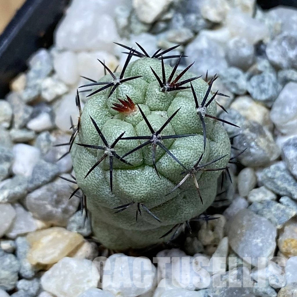SH34178 Ortegocactus macdougallii