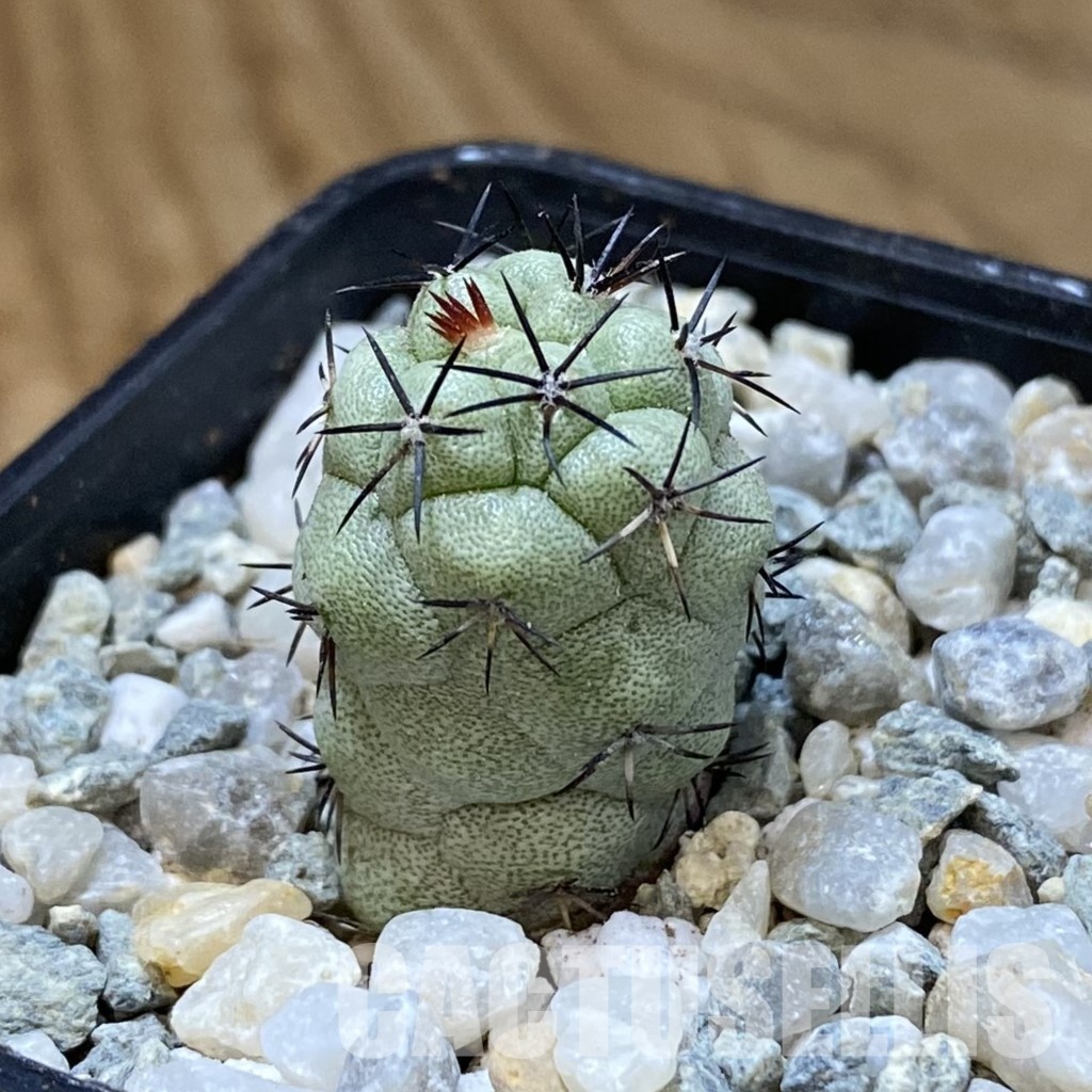SH34178 Ortegocactus macdougallii - Image 2