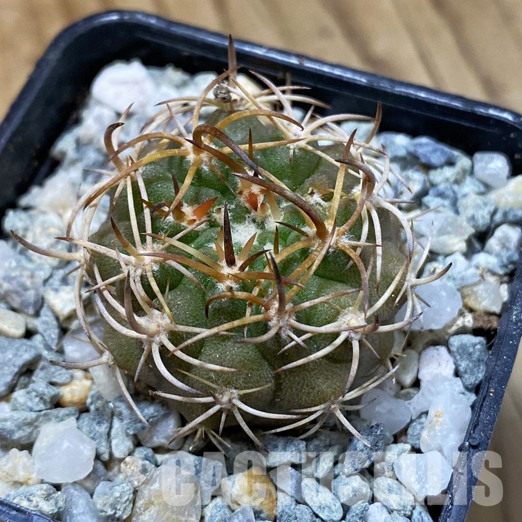 SH34180 Eriosyce rodentiophila, seedling