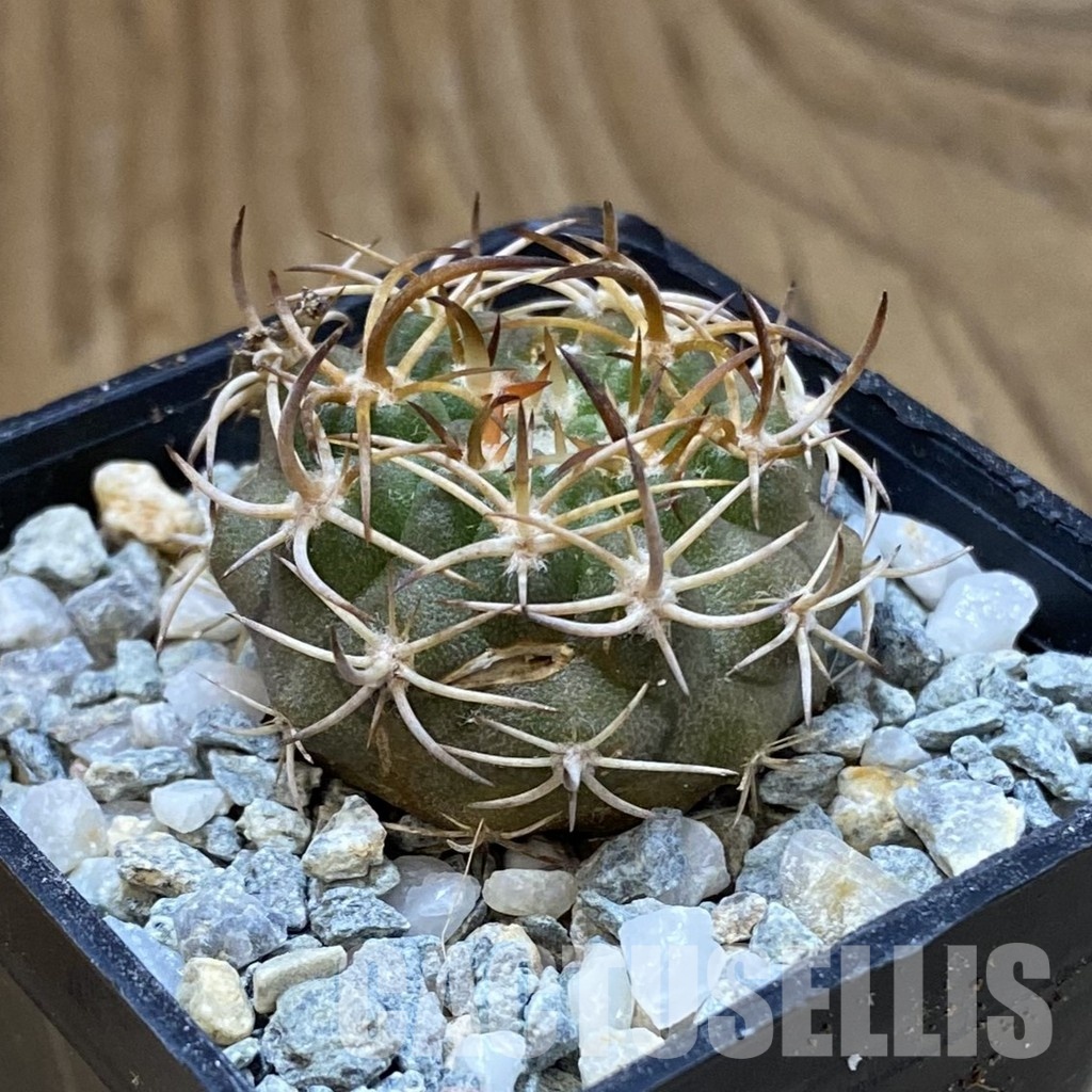 SH34180 Eriosyce rodentiophila, seedling - Image 2