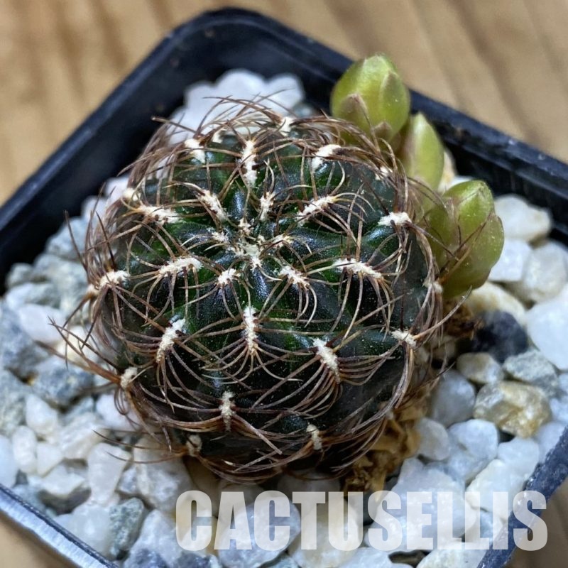 SH34181 Sulcorebutia crispata
