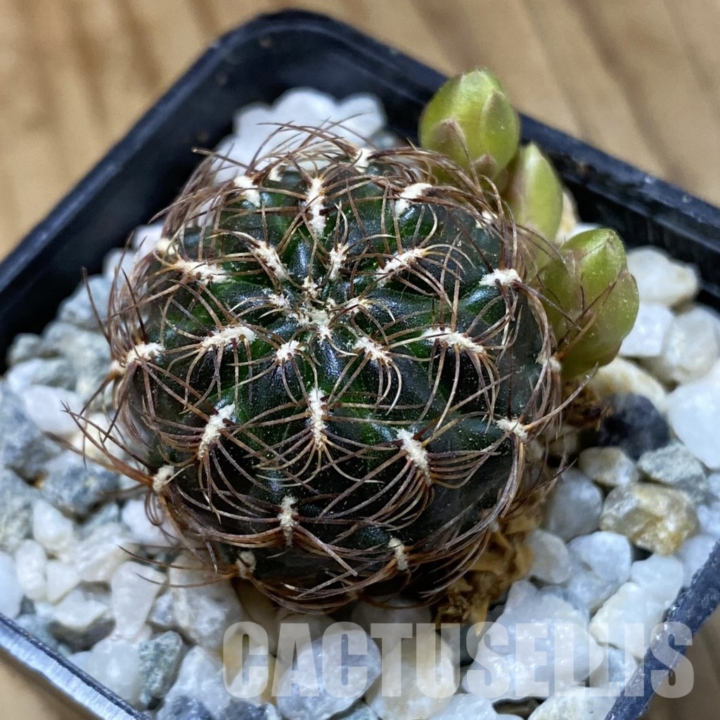 SH34181 Sulcorebutia crispata