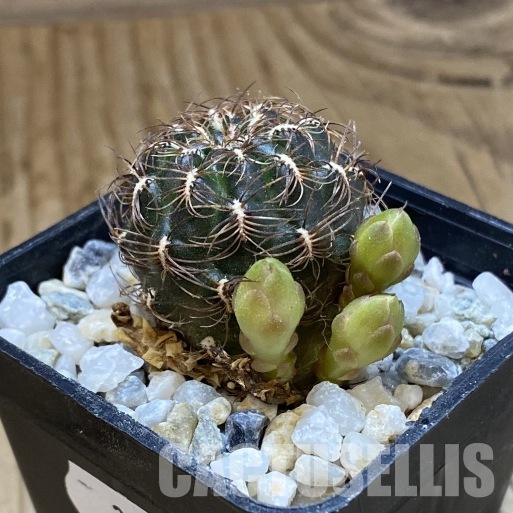 SH34181 Sulcorebutia crispata - Image 2
