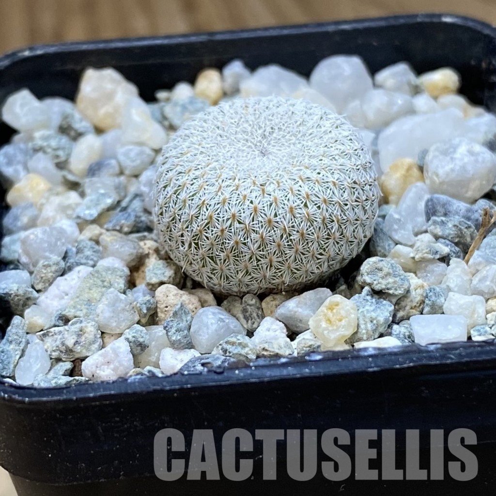 SH34183 Epithelantha bokei v. unguispina VM 418 - Image 2