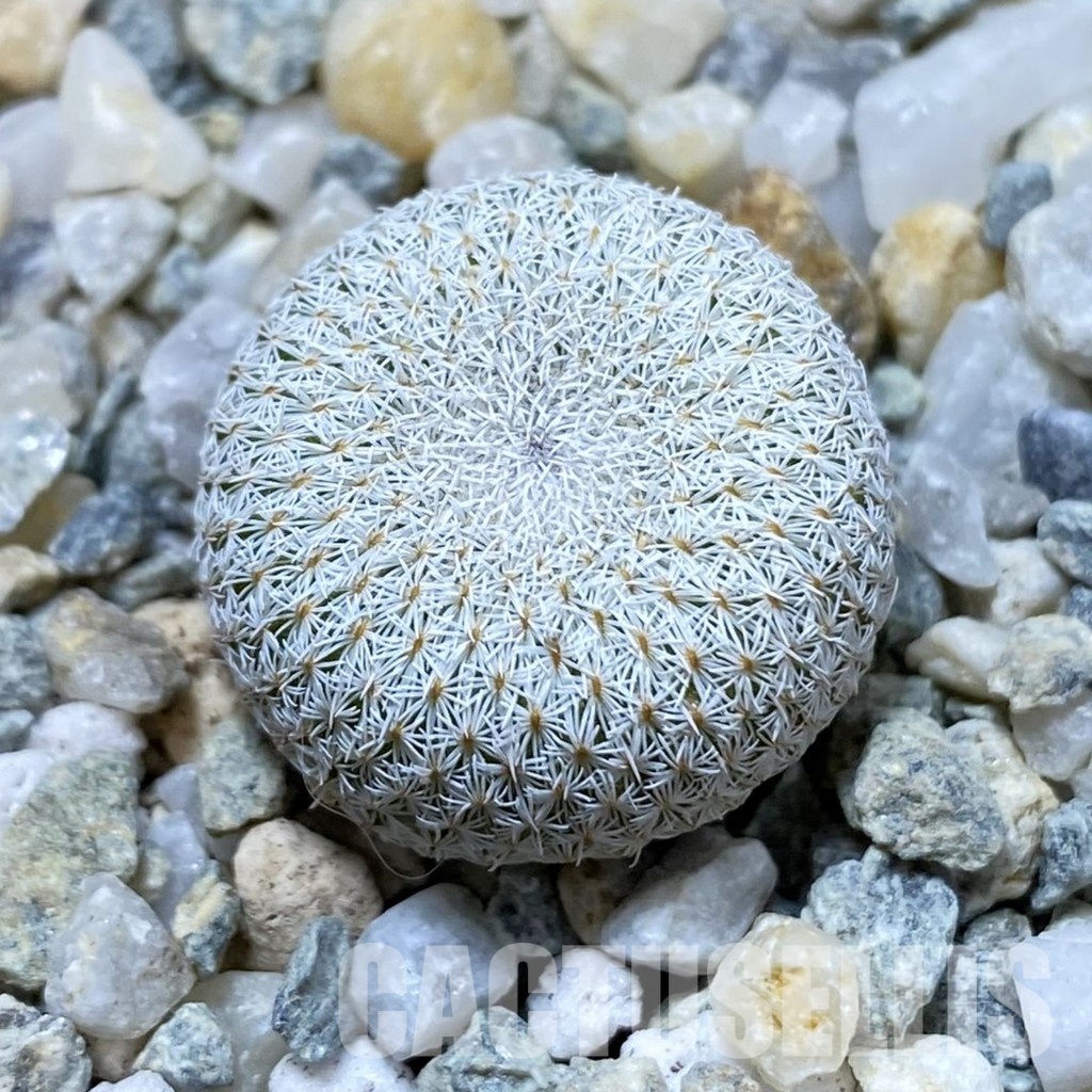 SH34183 Epithelantha bokei v. unguispina VM 418