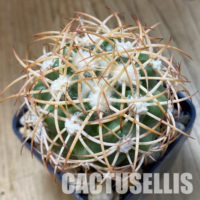SH34185 Discocactus zehntneri ssp. mirohalfarii MH910, own roots
